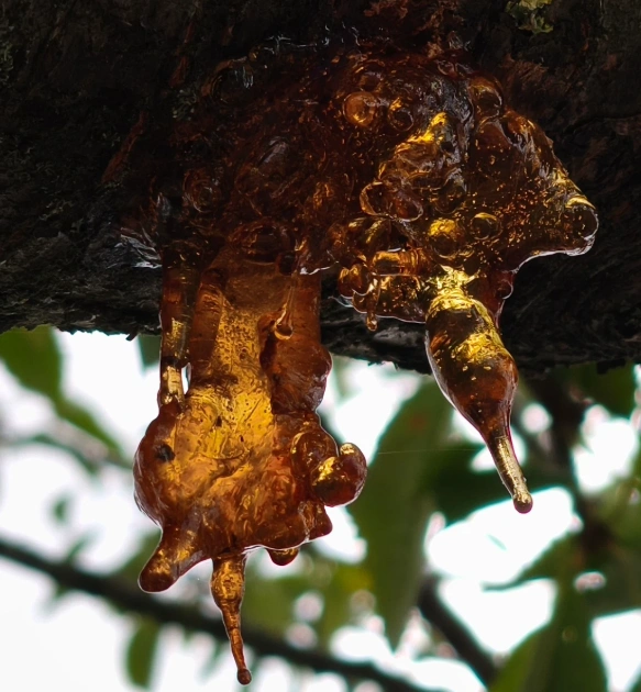 Pure Gold NFT项目主铸造期及参与风险提示