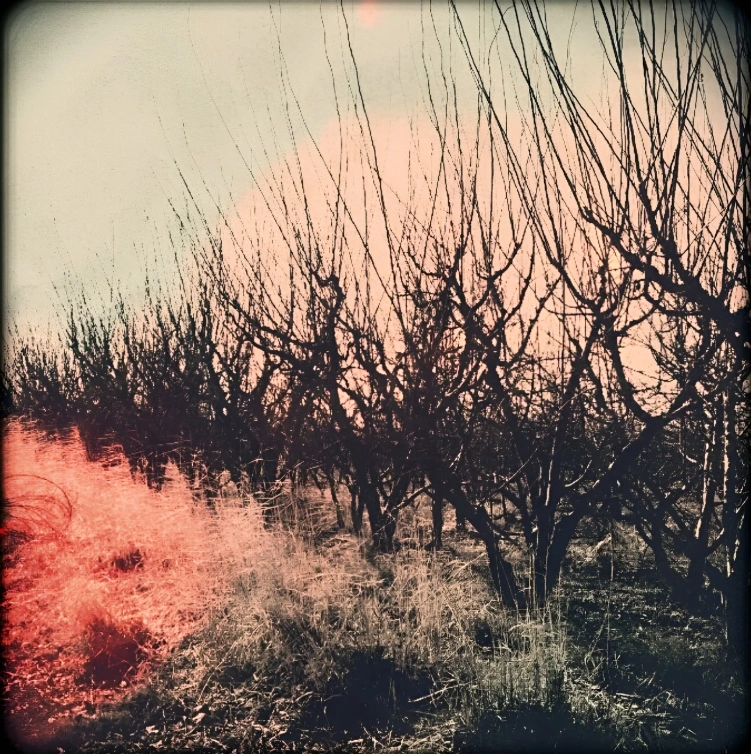 The Forgotten Vineyard NFT：2025铸造时间及参与安全要点