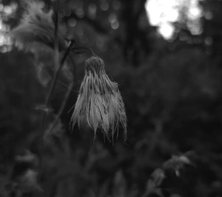 Lone In the Black and White NFT系列：自我探索主题铸造指南