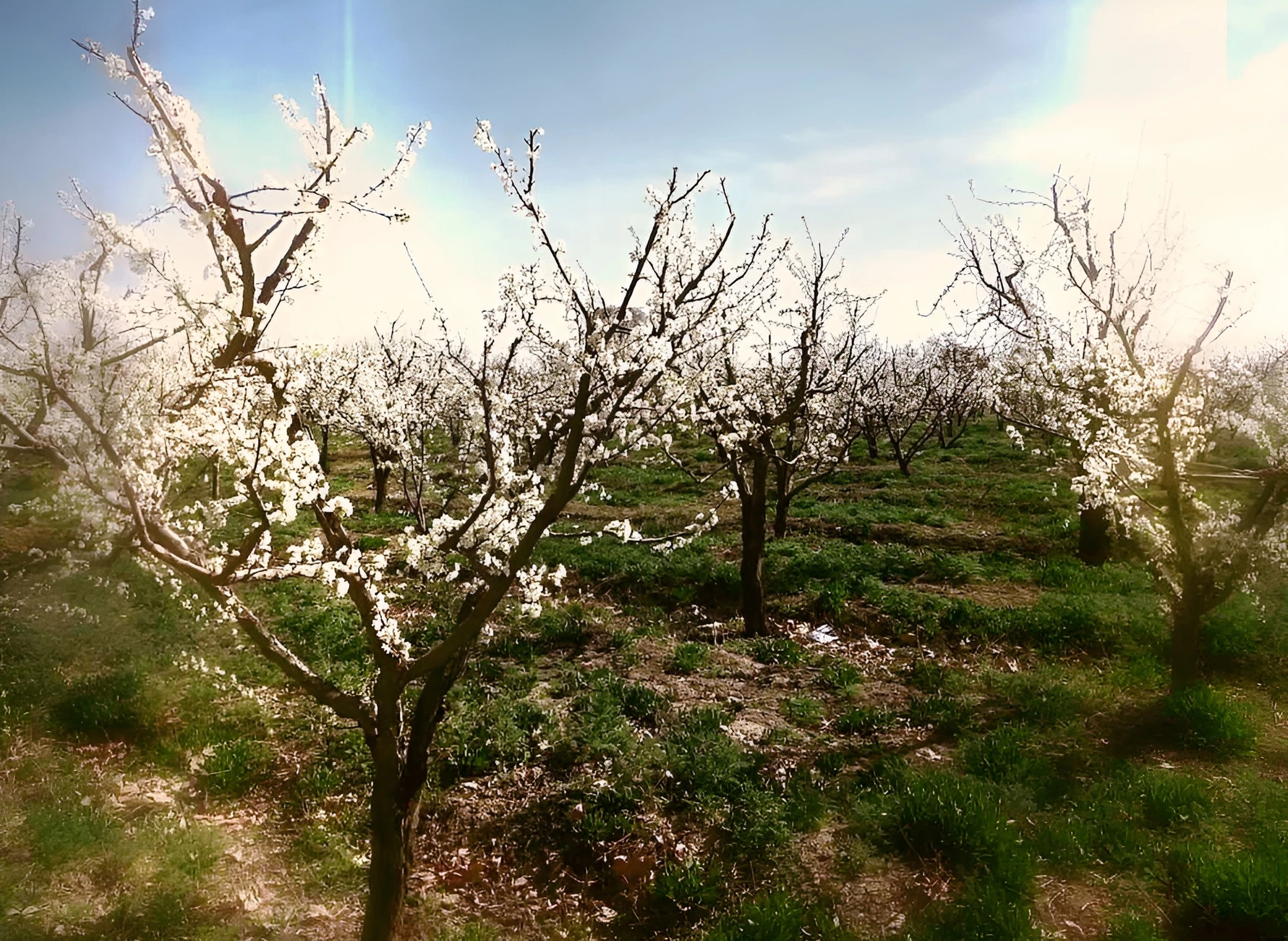 春季花卉NFT项目‘A Feast of Blossoms’铸造与风险提示