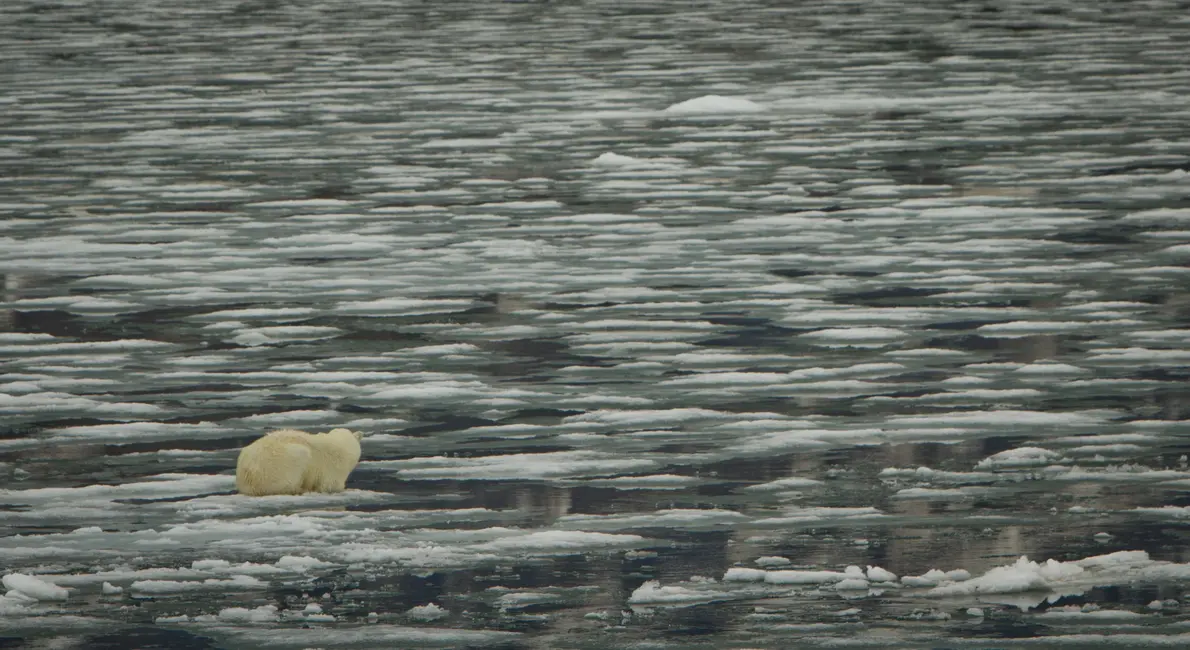 Find the Bear：极地探险主题NFT铸造指南及时间节点