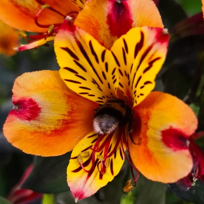 Pure Connection NFT项目速览：铸造网站已验证及风险提示